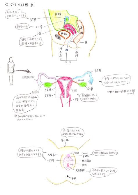 無料 女性 器|女性器 .